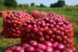 BCO.b445fe00-8206-46ea-9be1-af7a0955f19e